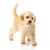 Schelich Golden Retriever Puppy | * New